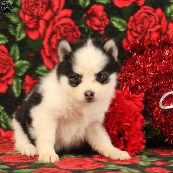 Darinda, Pomsky Puppy